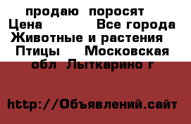 продаю  поросят  › Цена ­ 1 000 - Все города Животные и растения » Птицы   . Московская обл.,Лыткарино г.